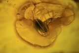 Detailed Fossil Beetle (Coleoptera) In Baltic Amber #87127-1